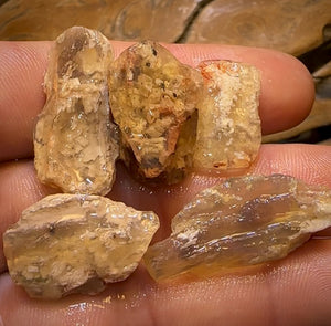 59.8cts - 5x Opalised Fossil Geological Specimens from Lightning Ridge