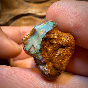 Awesome 🔨 AUCTION 🔨 Action 145cts - 3x Yowah Nut Rough Opal Parcel. Fossil and Kernel!