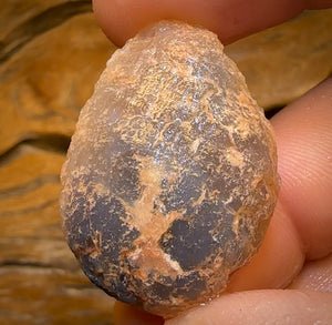 62.3cts - Opalised Shell Rare Geological Specimen from Lightning Ridge