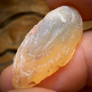 12.9cts - Opalised Shell Rare Geological Rough Specimen from Lightning Ridge