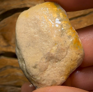 78.6cts - Opalised Shell Rare Geological Specimen from South Australia Good Size