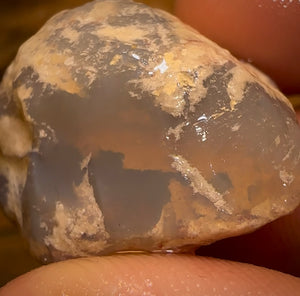 59.2cts - Opalised Shell Rare Geological Specimen from South Australia