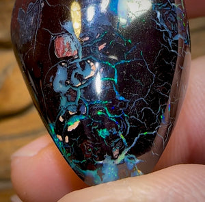 113.2cts - Polished Koroit Nut Opal Specimen - Opal Whisperers