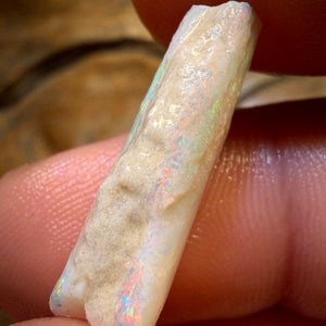 9.9cts - Opalised Belemnite Geological Specimen from South Australia