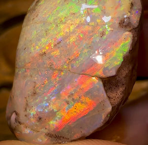 79.5cts - TOP Opalised Shell Rare Geological Specimen from South Australia