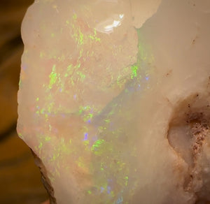 33.1cts - Opalised Shell Rare Geological Specimen from South Australia