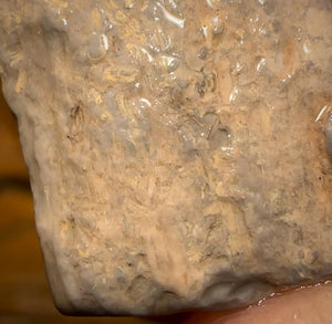 Auction Fall-Through = Your Gain! 🔥 Now More Than 50% Off RRP 🚨 16.1cts - Lightning Ridge Wood / Vegetation Fossil Opal Rough Specimen