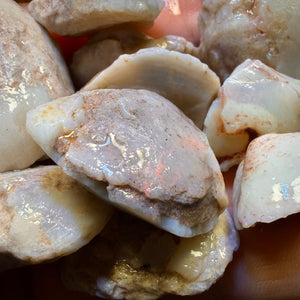 1 x South Australian Opalised Shell Fossil Specimens. BULK LISTING BARGAIN