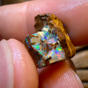 48.2cts - 4x Opalised Fossil Rough Parcel from Yowah