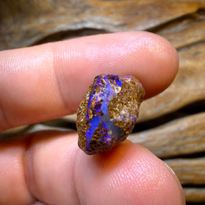 48.2cts - 4x Opalised Fossil Rough Parcel from Yowah