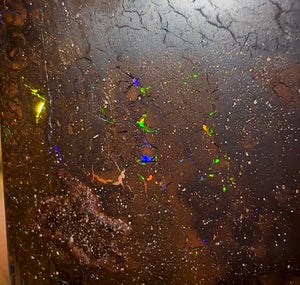 27.3cts - Queensland Boulder Opal - Opal Whisperers