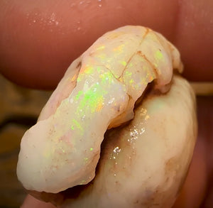 43.2cts - Opalised Shell Rare Geological Specimen from South Australia