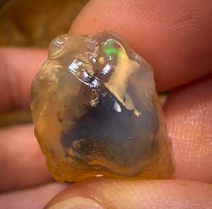 75.2cts - 3x Opalised Shell Geological Specimens from Lightning Ridge