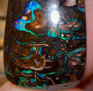 71.4cts - Tribal Koroit Nut Opal - Opal Whisperers