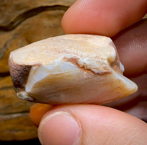 81.6cts - Opalised Fossil Mussel Shell Specimen from South Australia - Opal Whisperers