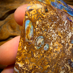 755.5cts - Vegetation Fossil Queensland Boulder Opal. Polished Specimen