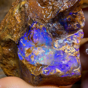 HDW 395.7cts - Opalised Fossil Replacement Boulder Opal Rough Piece