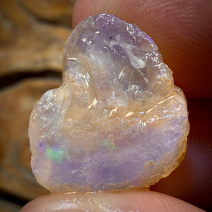 19.4cts - Opalised Shell Geological Specimen from South Australia