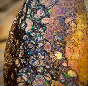 42 x 20mm - Drilled Australian Tribal Boulder Opal Necklace