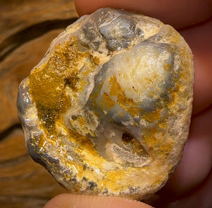 Auction Fall-Through = Your Gain! 🔥 Now More Than 50% Off RRP 🚨 74.5cts - Opalised Shell Rare Geological Specimen from South Australia Large and Well Preserved