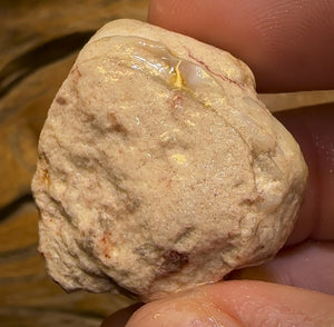 56.5cts - Opalised Shell Rare Geological Specimen from South Australia