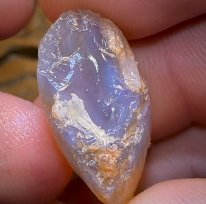 47.9cts - 2x Opalised Shell Geological Specimens from Lightning Ridge