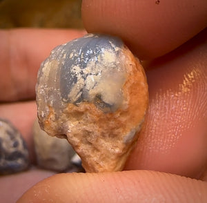 41.2cts - 4x Opalised Shell Geological Specimens from Lightning Ridge