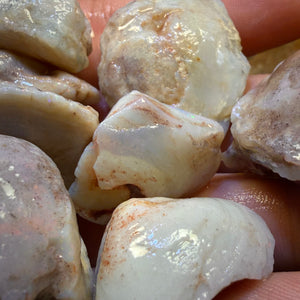 1 x South Australian Opalised Shell Fossil Specimens. BULK LISTING BARGAIN