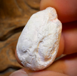 36.1cts - Opalised Shell Rare Geological Rough Specimen from Lightning Ridge