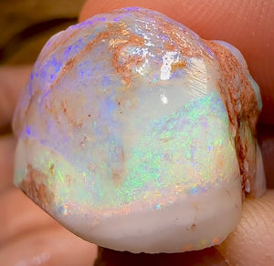 151.9cts - 3x Opalised Fossil Shell Specimens from South Australia - Opal Whisperers