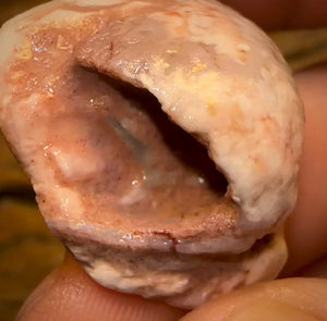 39.6cts - Opalised Shell Rare Geological Specimen a from South Australia