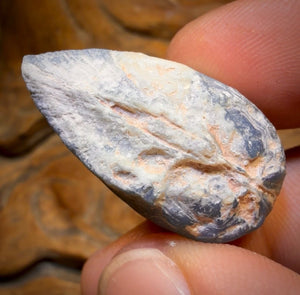55cts - Black Opalised Shell Rare Geological Rough Specimen from Lightning Ridge