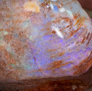 106.5cts - Opalised Shell Rare Geological Specimen from South Australia - Opal Whisperers