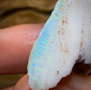 22.1cts - Opalised Shell Rare Geological Specimen from South Australia