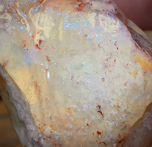 69.9cts - Opalised Shell Rare Geological Specimen from South Australia