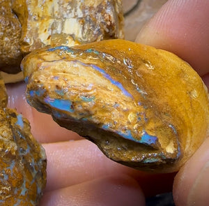 464.5cts - 7x Opalised Wood/Vegetation Fossil Rough Parcel from Yowah