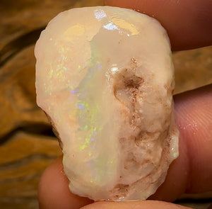 33.1cts - Opalised Shell Rare Geological Specimen from South Australia