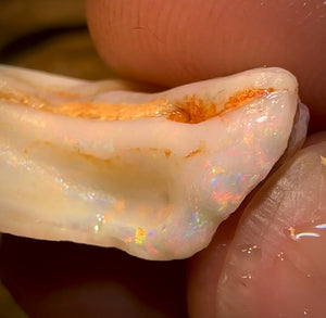 63.9cts - 2 for 1 Opalised Shell Rare Geological Specimen Set from South Australia