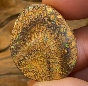 41.9cts - Yowah Boulder Opal. Tight Pattern Tan Tribal Australian Opal - Opal Whisperers