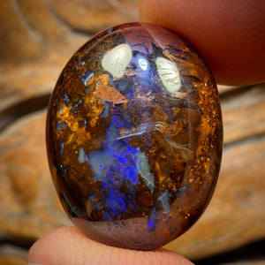 37.8cts - Koroit Nut Opal. Australian Opal