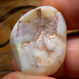 38.5cts - Opalised Shell Geological Specimen from South Australia