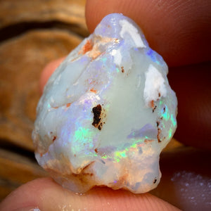 39.8cts - Opalised Shell Geological Specimen from South Australia