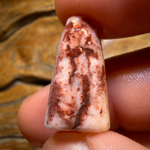 21.8cts - Opalised Belemnite Geological Specimen from South Australia