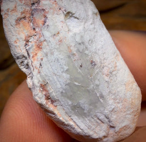 62.4cts - Opalised Shell Rare Geological Rough Specimen from Lightning Ridge