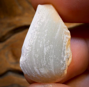 26.3cts - Opalised Shell Rare Geological Rough Specimen from Lightning Ridge