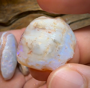155.2cts - 5x Opalised Shell Geological Specimens from South Australia - Opal Whisperers