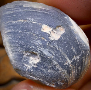 55cts - Black Opalised Shell Rare Geological Rough Specimen from Lightning Ridge