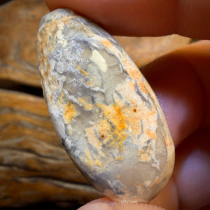 43.1cts - Opalised Shell Geological Specimen from South Australia. Featured on âOutback Opal Huntersâ!