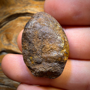 53.6cts - Yowah Nut Kernel Opal. Polished Specimen