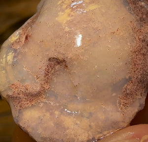 50.2cts - Opalised Shell Rare Geological Specimen from South Australia